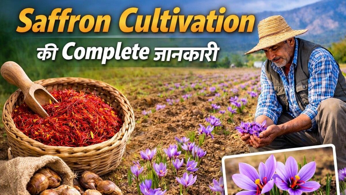 Saffron Cultivation